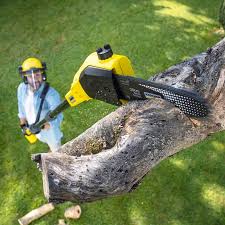 Chula Vista, CA Tree Services Company